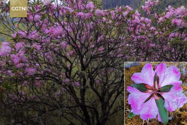 Phát hiện lại loài hoa đỗ quyên ‘đã tuyệt chủng’