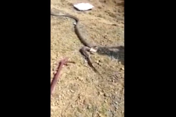 Rắn hổ mang chúa nôn ra kỳ đà khổng lồ