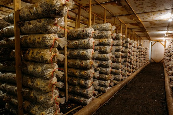 Trồng nấm từ bã cà phê mở ra mô hình kinh tế tuần hoàn xanh cho tương lai