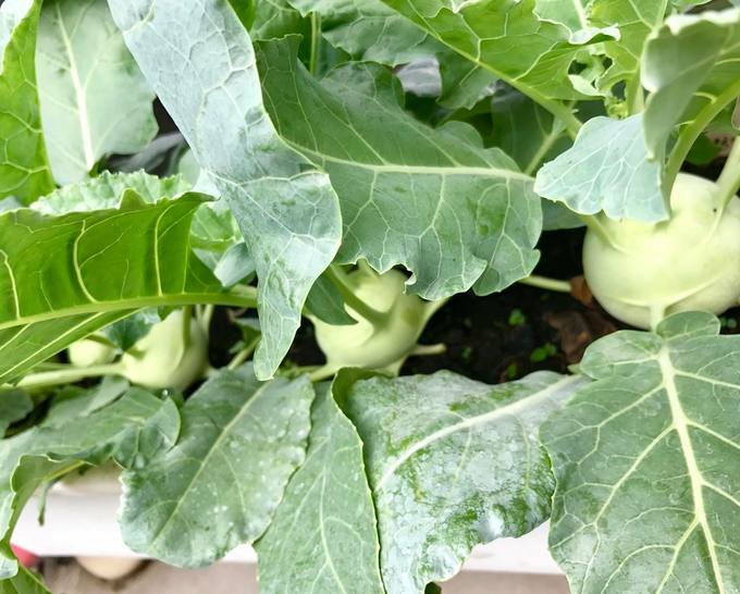 Một cặp vợ chồng biến 170 mét vuông thành vựa rau trái