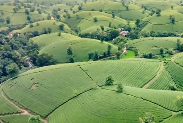 Những đồi chè mang hình dáng bát úp ngược ở Việt Nam