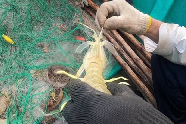 Ngư dân kiếm bạc triệu từ nghề đánh bắt tôm tít ven bờ