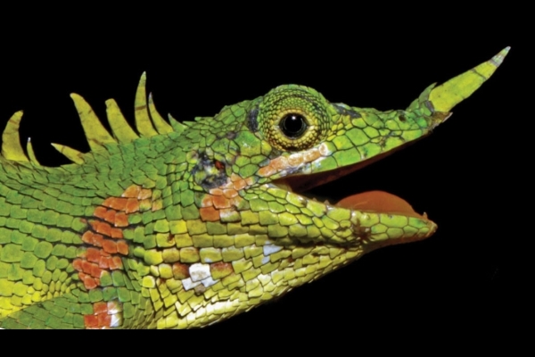 Tái phát hiện thằn lằn mũi sừng ‘mất tích’ hơn 1 thế kỷ