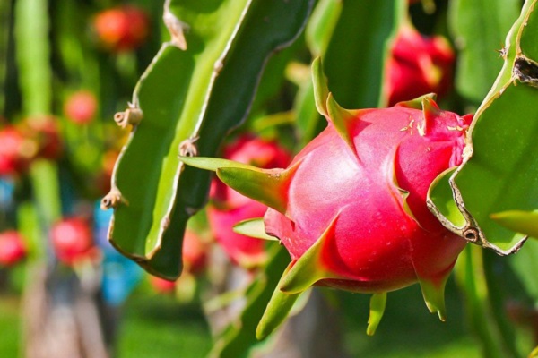 Trái thanh long Việt Nam tại Úc được ưa chuộng, giá cao ngất ngưởng