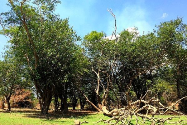 Giữa phố núi Gia Lai có một khu rừng lùn ‘mãi không lớn’