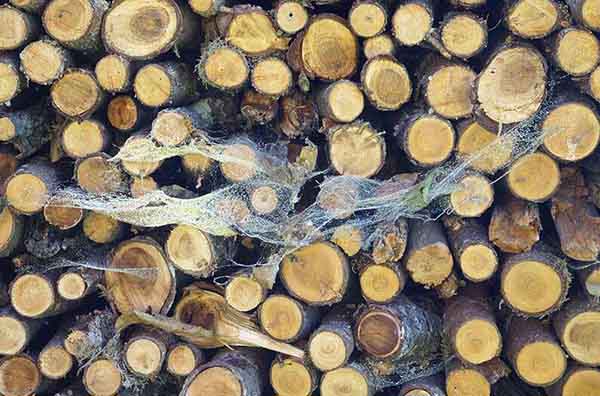 Tơ nhện nhân tạo: Lời giải cho bài toán rác thải nhựa