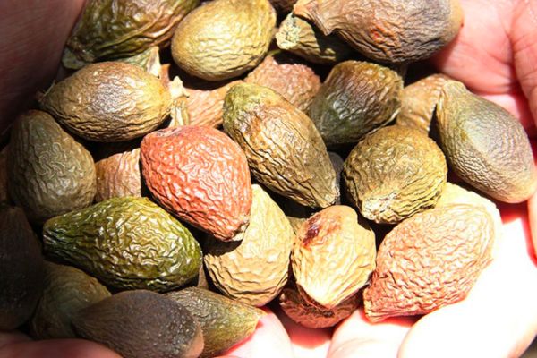 Được ví như ‘yến của núi rừng’, loại hạt quý 4 năm mới có 1 mùa