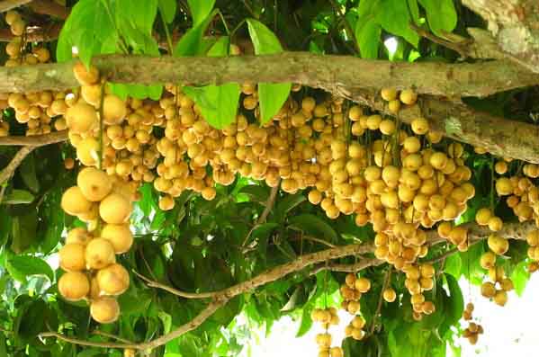 Ăn mỏi miệng vườn Dâu Da chỉ với 20k sát ngay Bình Dương