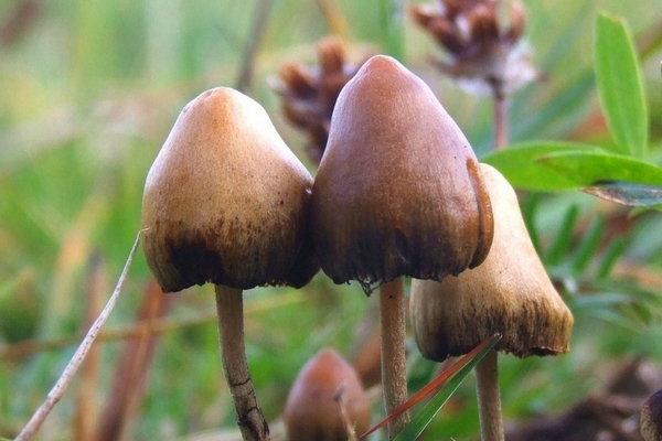 Chất thức thần được sử dụng trong điều trị tâm lý, nên hay không? 