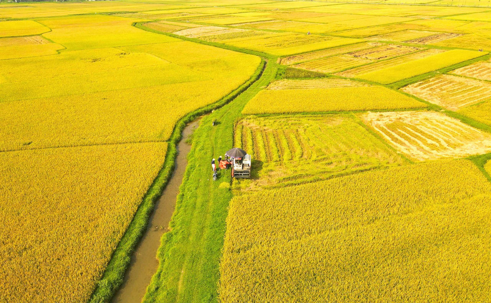 Mùa vàng của lúa chín