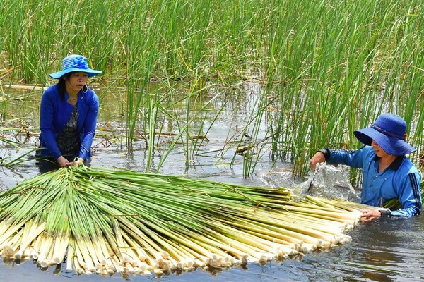 Người dân Cà Mau đổi đời ngoạn mục nhờ trồng cây bồn bồn