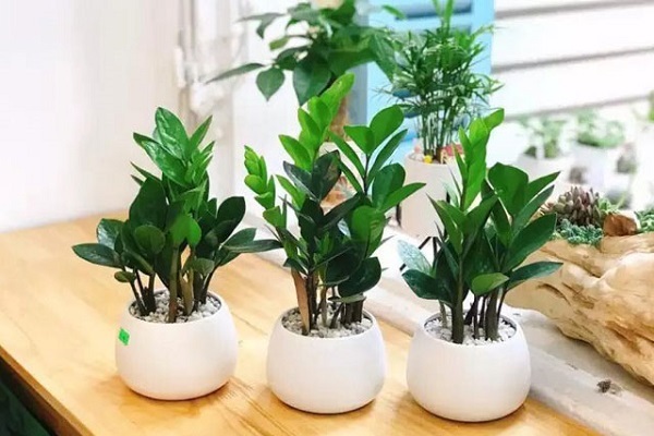 Những loại cây rước lộc vào nhà trong năm mới