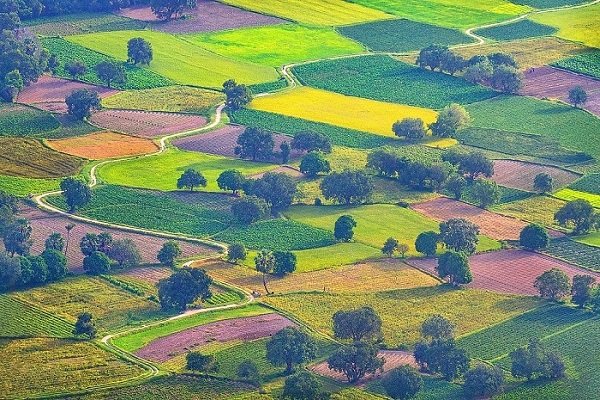 Về An Giang ngắm những cánh đồng đa sắc