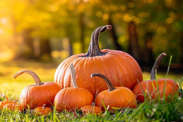 Bí ngô – loại quả được người Nhật gọi là món ăn trường sinh bất lão