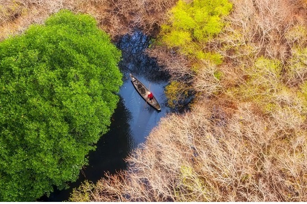 Vẻ cuốn hút của rừng nguyên sinh trên phá Tam Giang