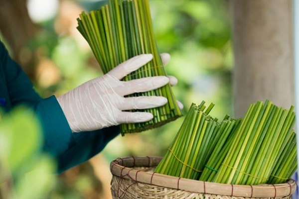 Sử dụng ống hút bằng cỏ bàng an toàn cho sức khỏe – KHONG DUNG