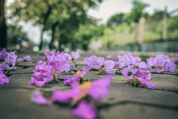 Phan Thiết được nhuộm tím bởi sắc hoa bằng lăng