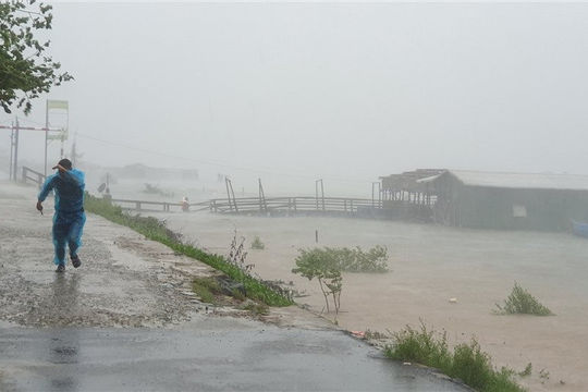 Quảng Ngãi hứng tâm bão số 9, cây xanh đổ hàng loạt, ghi nhận 1 người chết