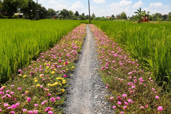 Doanh nghiệp xuất khẩu nông sản đang quay về với thị trường nội địa