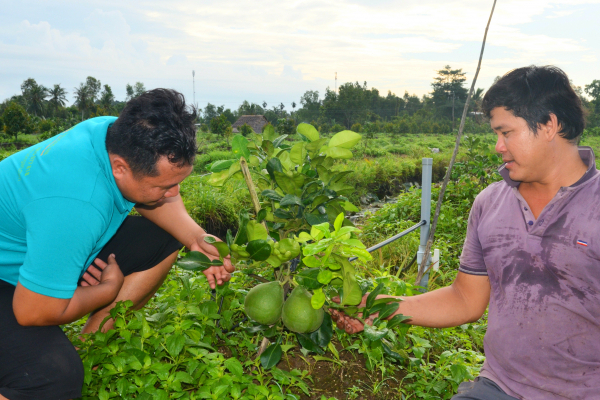 Việt Nam lần đầu trồng Bưởi ruby