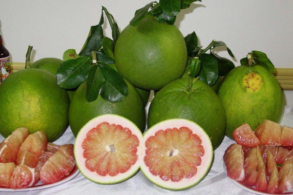 Canada hỗ trợ Bưởi da xanh Bến Tre nâng cao năng lực cạnh tranh