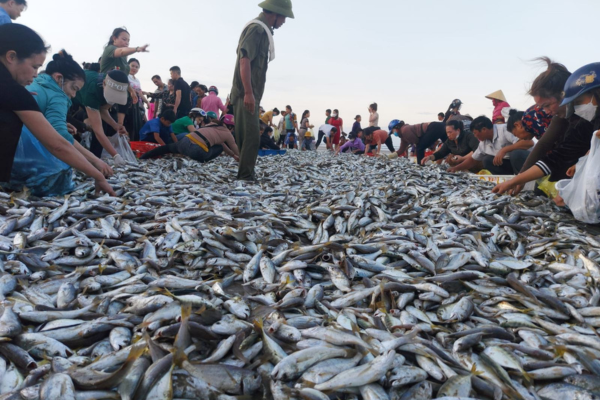 Ngư dân Hà Tĩnh phấn khởi nhờ trúng đậm ‘lộc biển’ dịp cuối năm