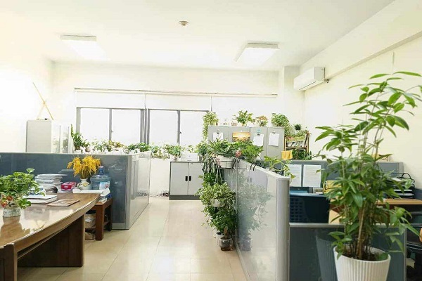 Trồng nhiều cây xanh trong nhà, bạn sẽ thấy thoải mái, yêu đời