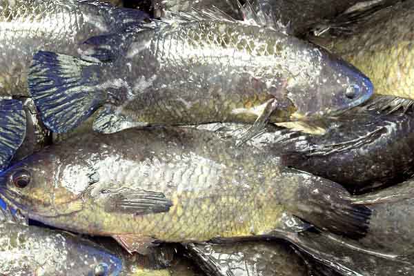 Ăn cá rô đồng, nhớ mưa…