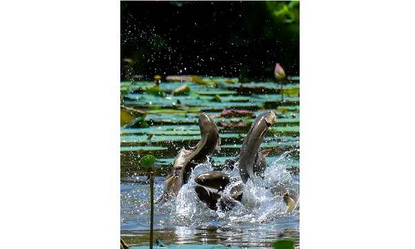 Bất ngờ với bức ảnh cá nhảy chụp tại cánh đồng hoa hồng ở Sa Đéc