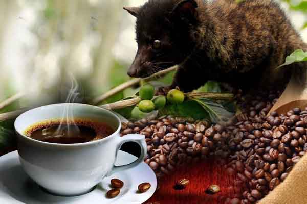 Đặc sản nào ở Tây Nguyên là thức uống đắt đỏ bậc nhất thế giới?