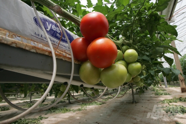 Người Việt ở Úc nhờ nông nghiệp mà trở nên giàu có