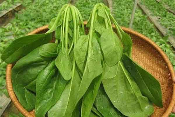 Thực phẩm giàu chất sắt bạn nên bổ sung vào bữa ăn hằng ngày