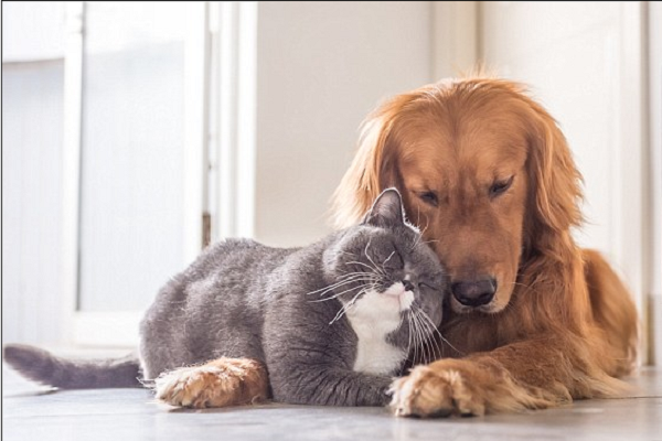 Sáng tạo nội dung với thú cưng mang lại thu nhập cao và giúp xoa dịu tinh thần