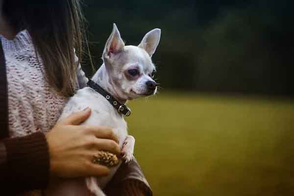 5 giống chó cảnh nhỏ xinh được giới trẻ ưa chuộng chọn nuôi