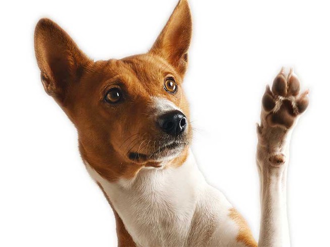 Sốc: Hong Kong phát hiện nCoV trên chó