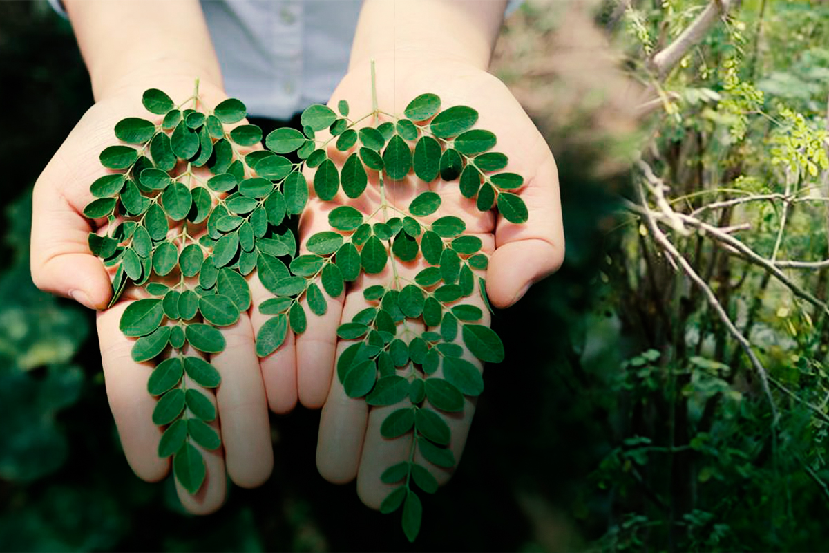 Chị Trần Thị Hường – Giám đốc Công ty TNHH Chùm Ngây Việt Khởi nghiệp từ một loài cây trên chính quê hương mình