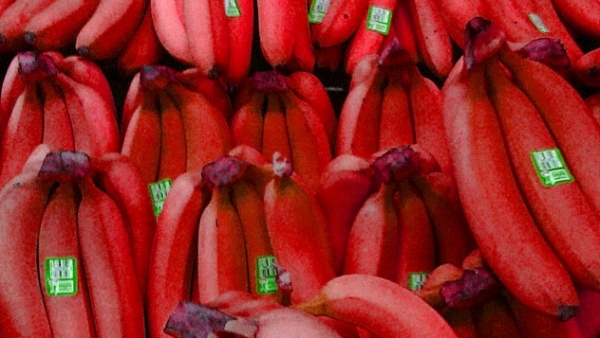 Chuối đỏ chưng Tết