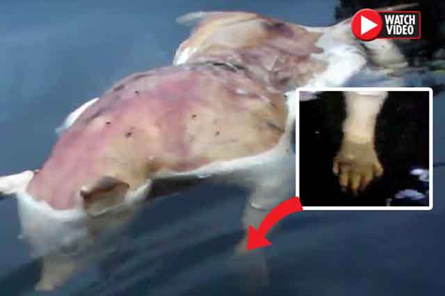 Sinh vật lạ xuất hiện: Đầu heo tay người