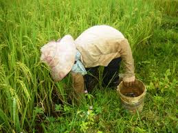 Quê hương là gì hở mẹ?  (Kỳ 19) | Cua đồng ngày mưa