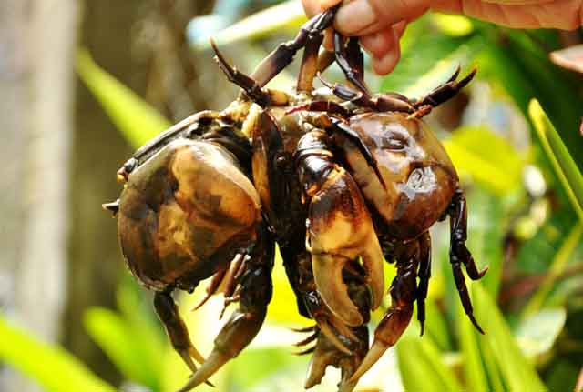 Đến Cù Lao Chàm ăn món ngon Cua đá