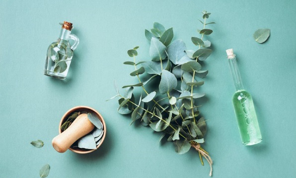 Không chỉ giúp trị đau đầu, giảm đau cơ, tinh dầu khuynh diệp còn giúp trị ho và vô vàn công dụng khác