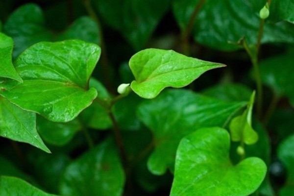 Giảm lượng đường trong máu với 5 loại thảo mộc quen thuộc trong vườn nhà