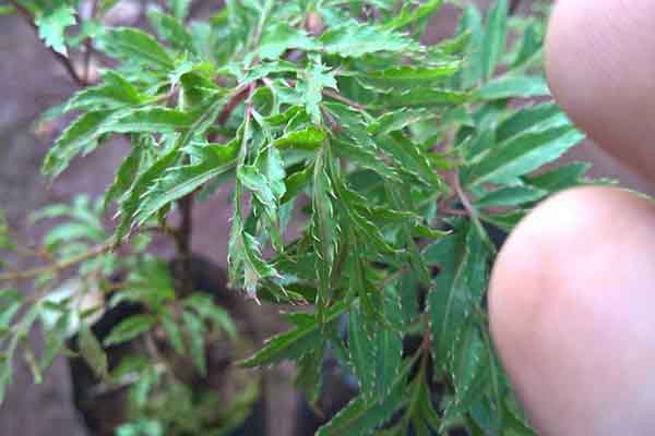 Những bài thuốc quý hơn vàng từ cây đinh lăng nhà nào cũng cần