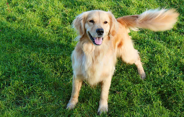 Ý nghĩa đằng sau hành động vẫy đuôi của chó