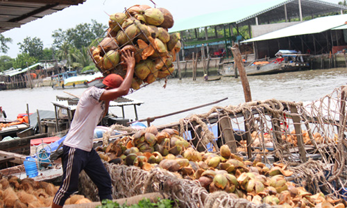 Giá dừa Bến Tre xuống đáy, chỉ còn 3.000 đồng/trái