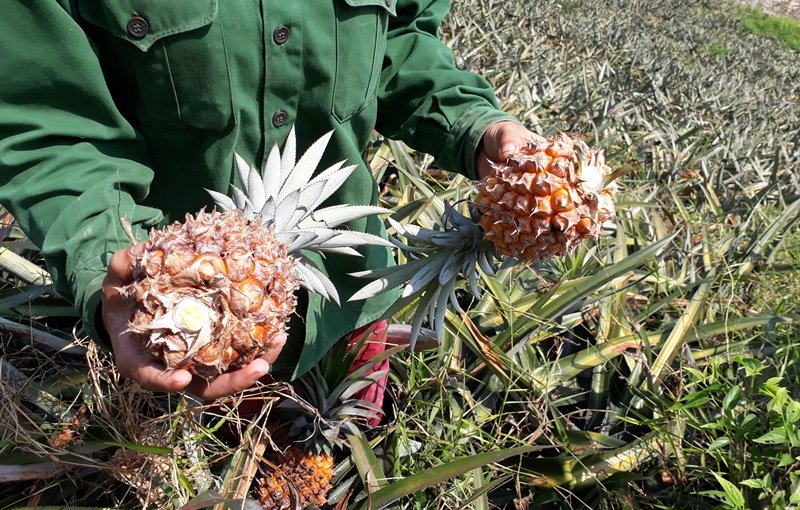 Bỏ mặc dứa thối ngoài đồng vì rớt giá chỉ có 2.000 đồng/kg