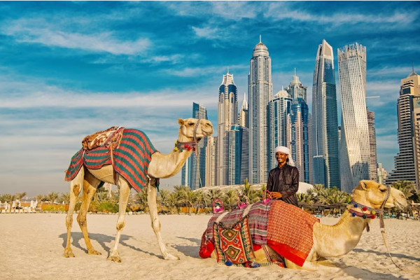 Kỳ thú những ‘con tàu trên sa mạc’ Trung Đông