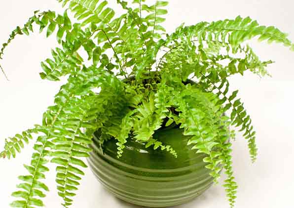 3 loại cây giúp không khí trong nhà trong lành hơn