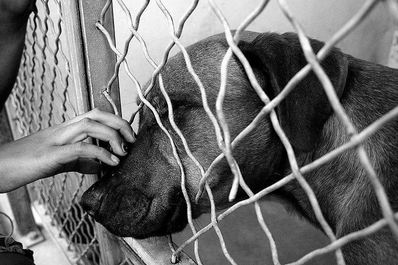 Chuyện Chó, Chuyện Mèo, và chuyện tình người