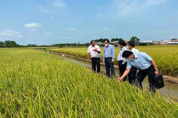 Gạo Campuchia đoạt giải nhất cuộc thi Gạo ngon thế giới